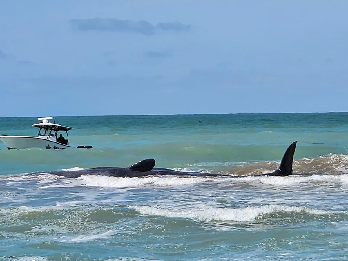 Beached sperm whale dies after beaching along Florida’s Gulf Coast