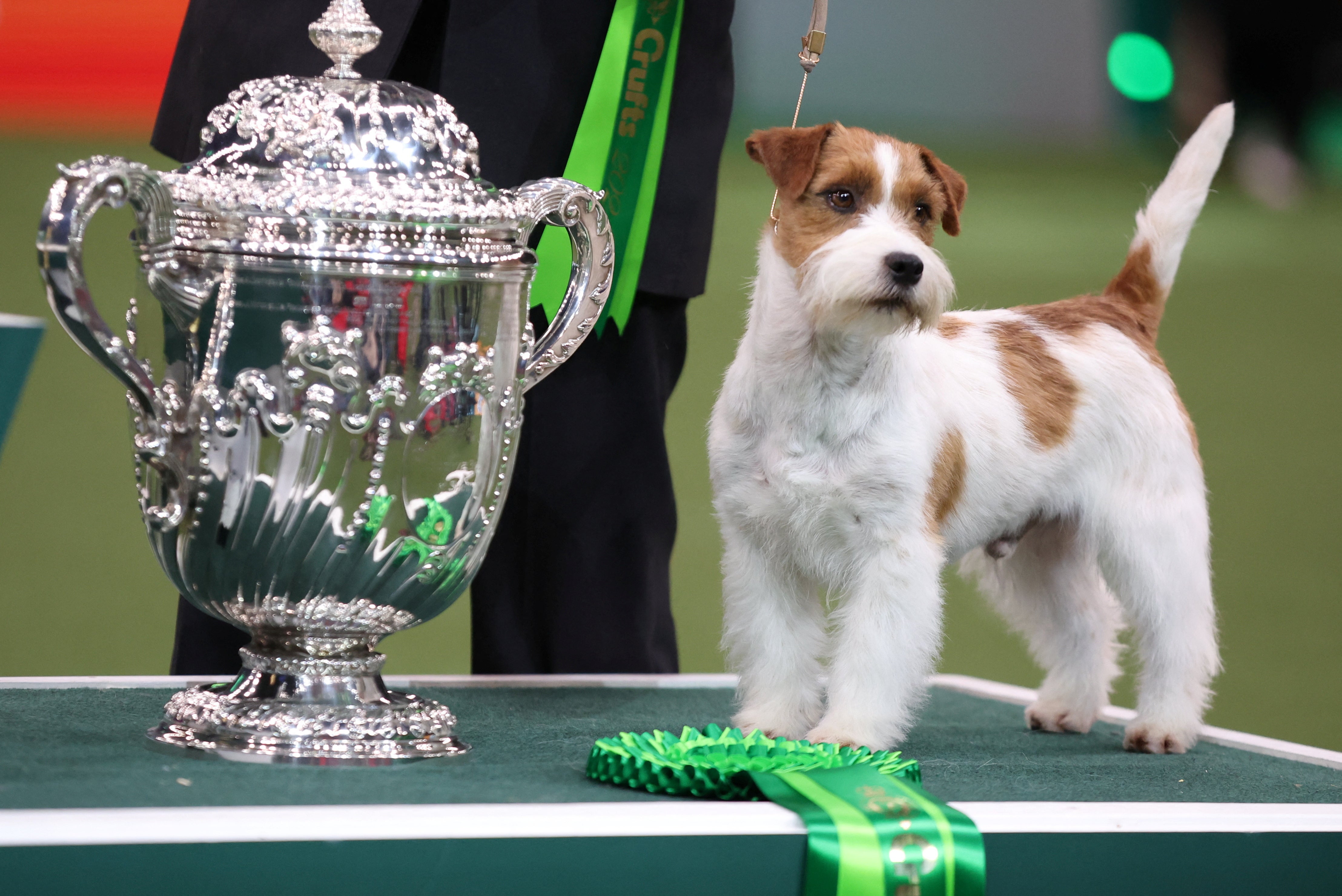 Zen, a Jack Russell Terrier from Japan, wins the second place on the final day of the Crufts Dog Show