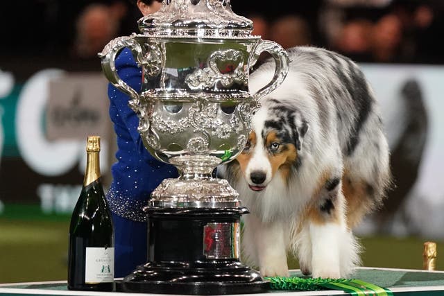 Viking, an Australian shepherd, won best in show (Jacob King/PA)