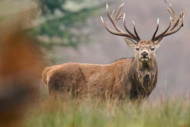 There was lead in all 153 mammal species previously studied, including red deer (Jacob King/PA)