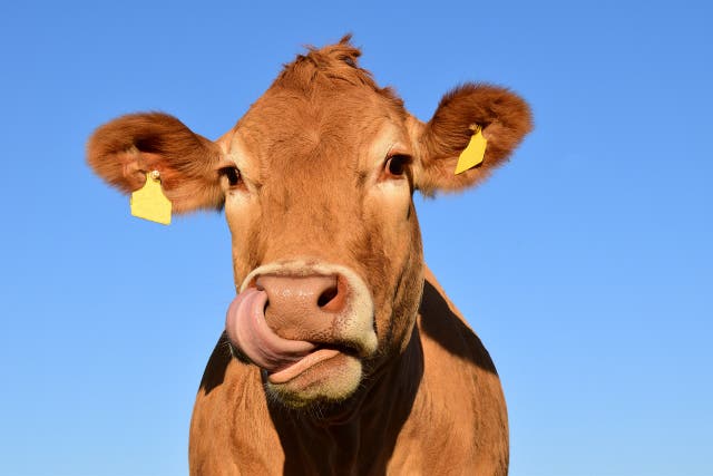 <p>‘This cow definitely has a sense of comedic timing’ </p>