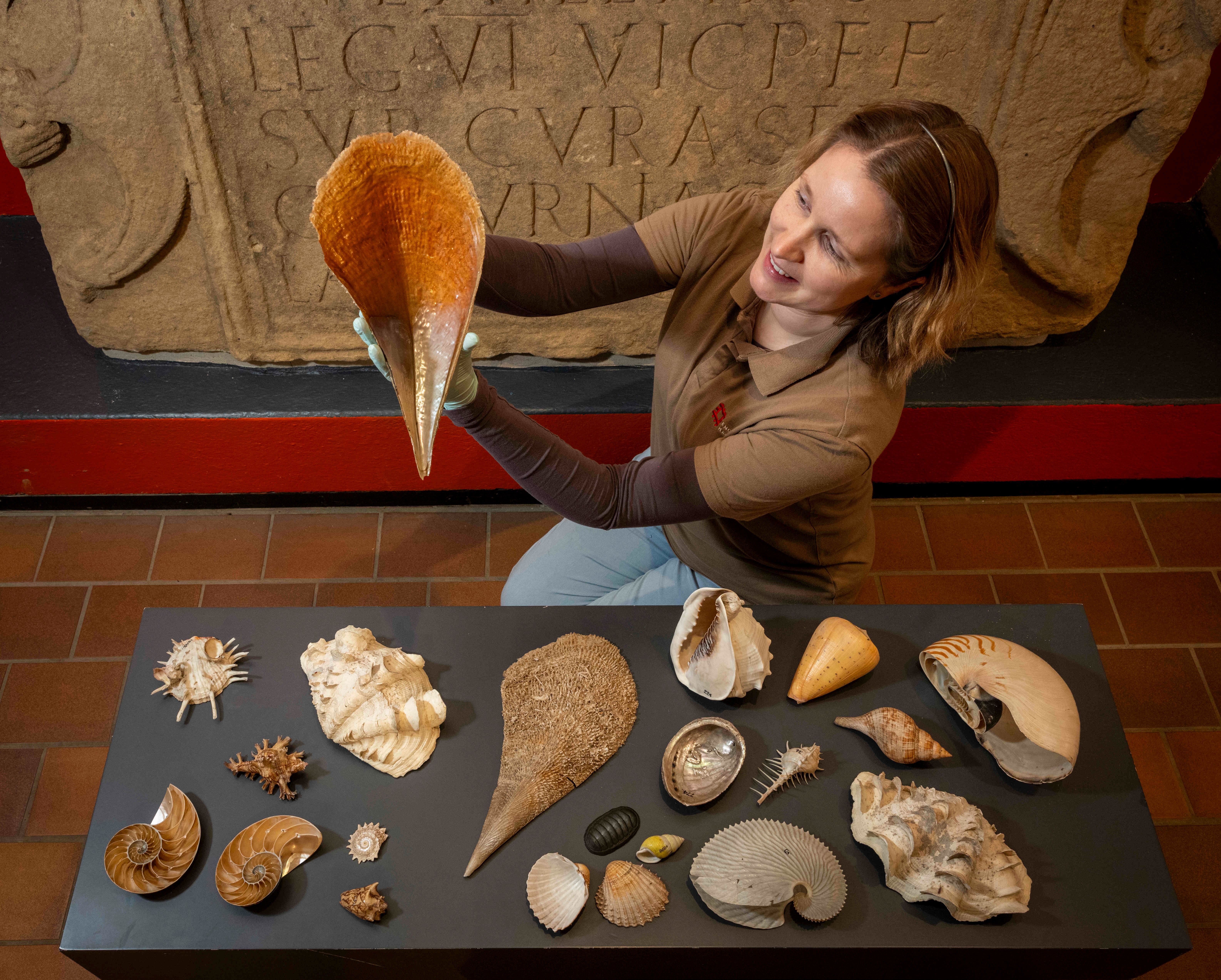 The 18th century shell collection from Captain James Cook’s third voyage