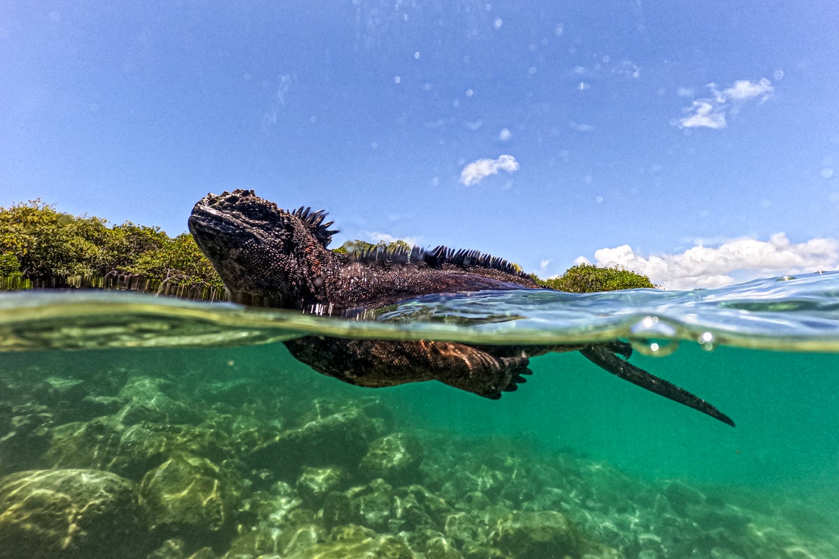 Iguanas likely crossed Pacific millions of years ago on a record-setting rafting trip