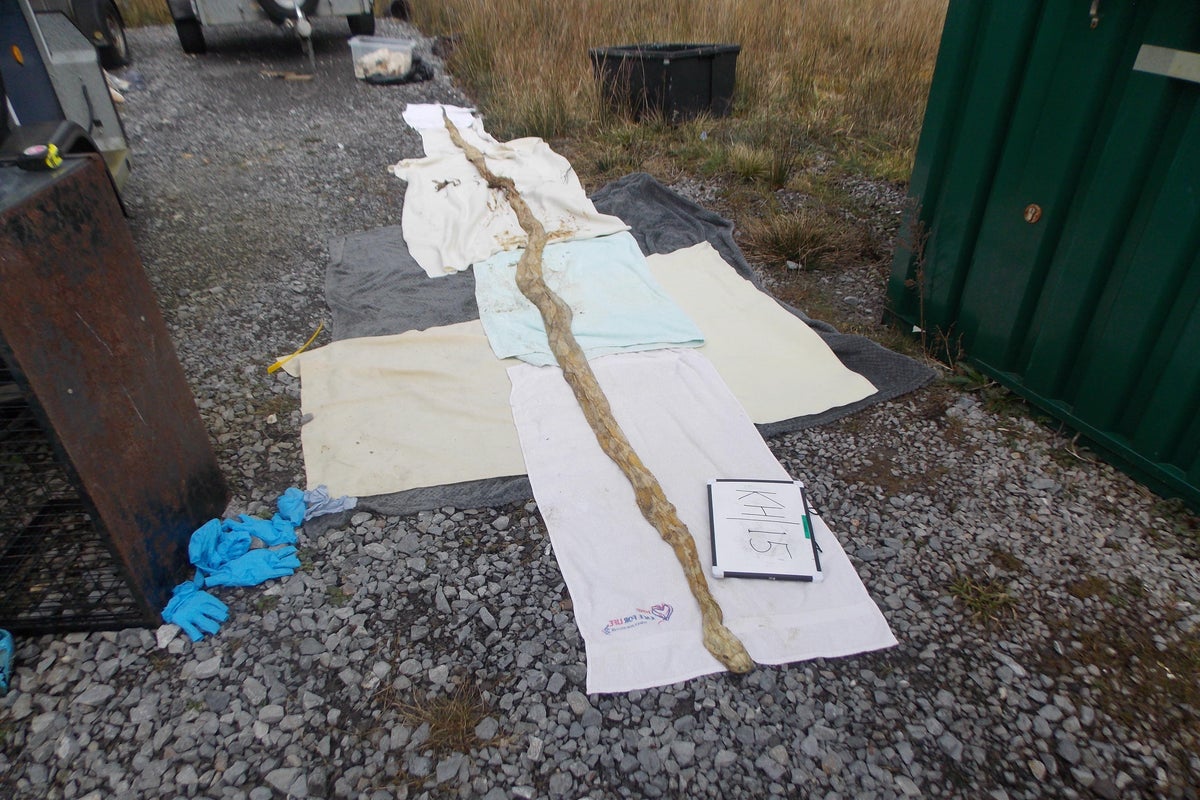 17ft snake among dozens dumped at roadside