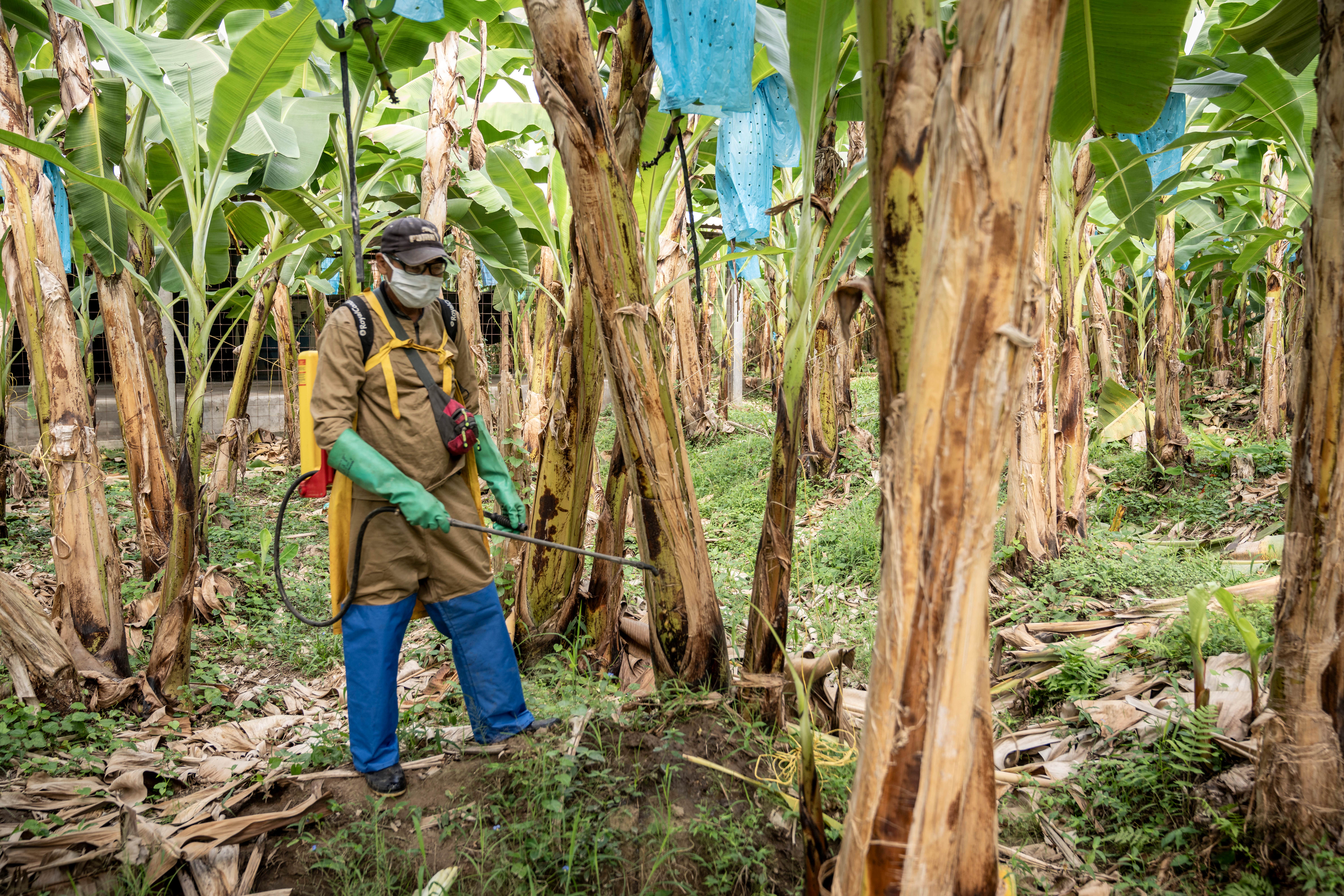 The World Banana Forum in Rome heard that the consequences of climate change on production in the sector are ‘very real’ (Chris Terry/Fairtrade)