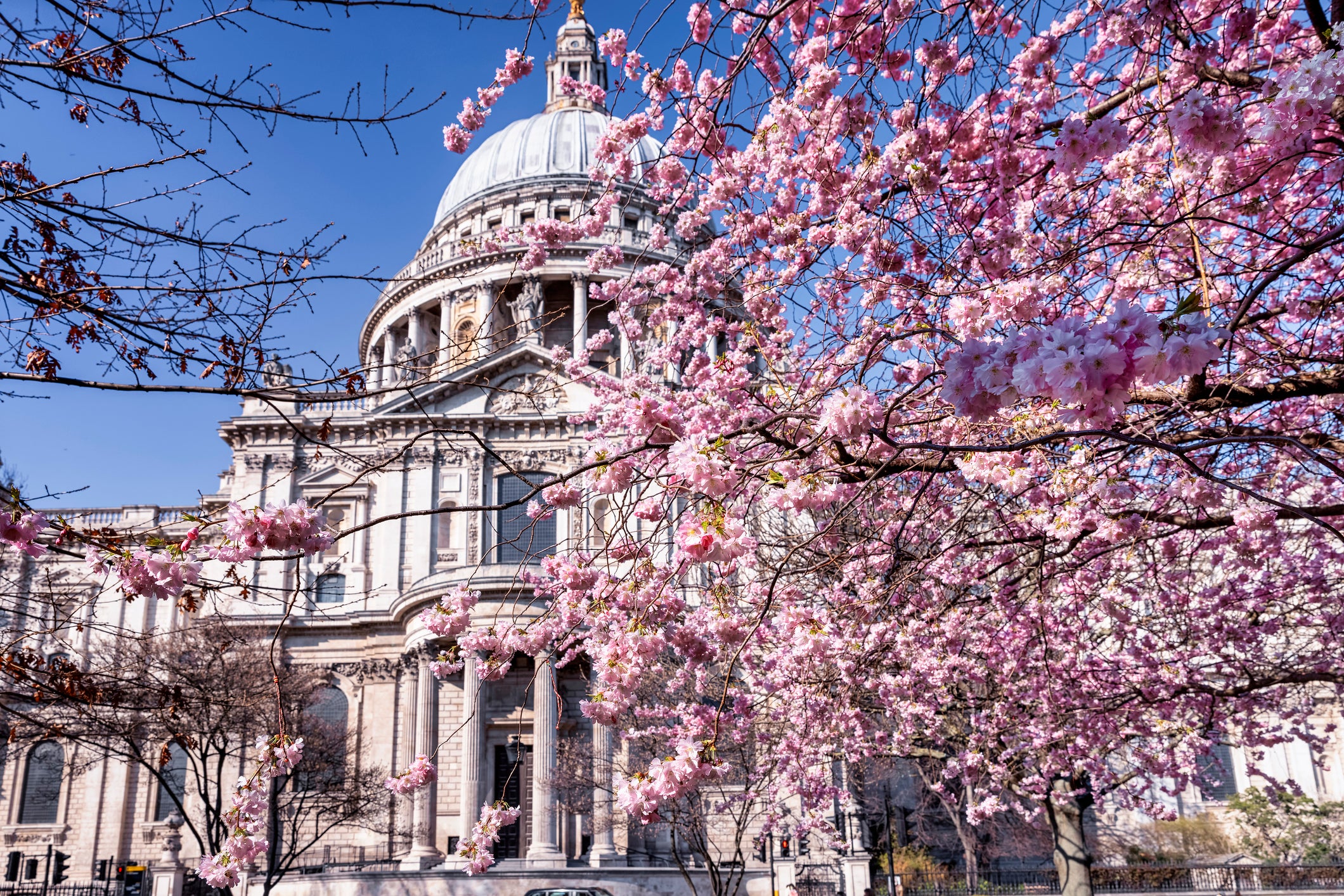 Blossom in bloom in front of London’s St Paul’s Cathedral