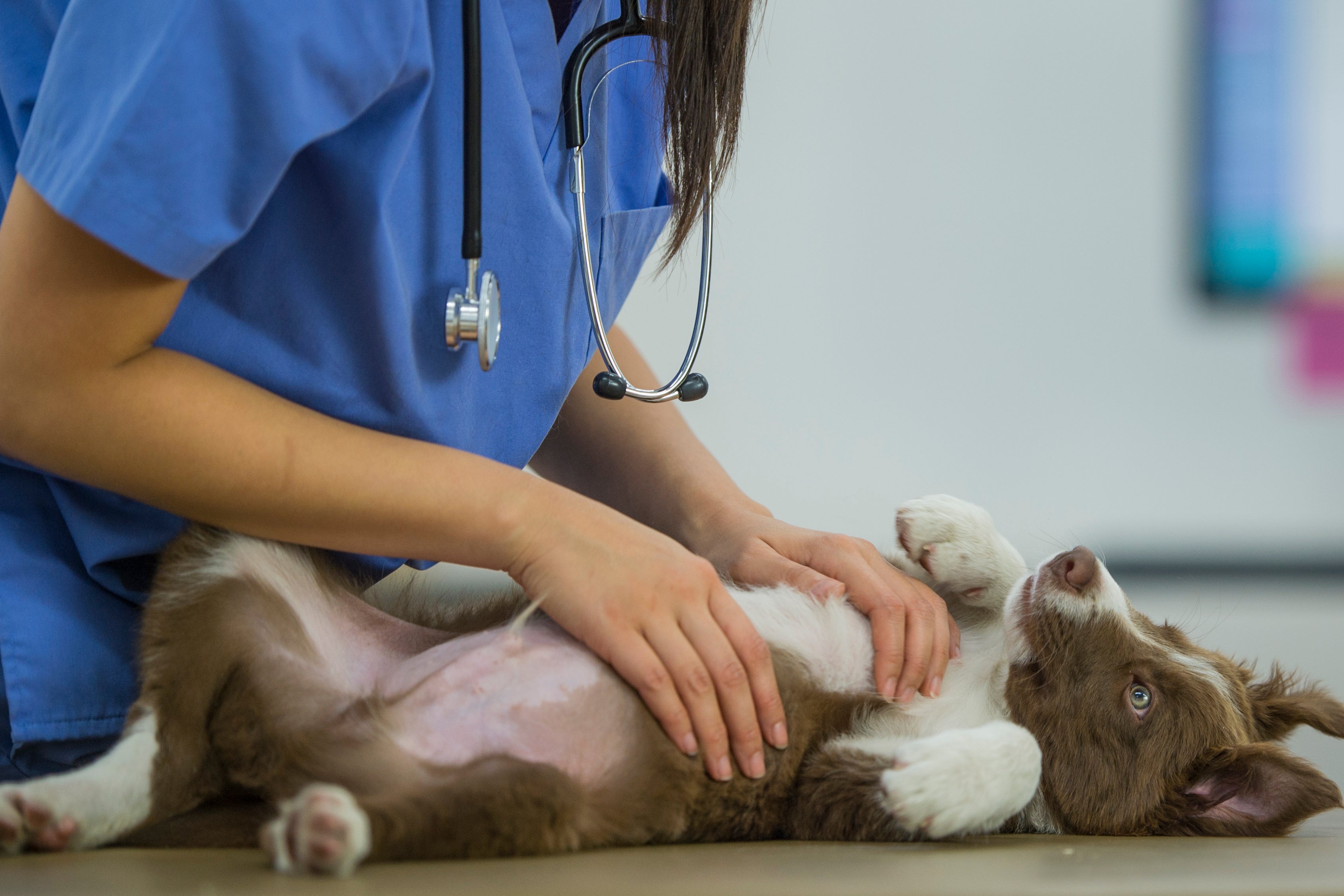 Veterinary profession is not almost diverse as it can be