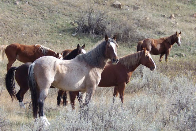 Wild Horses North Dakota
