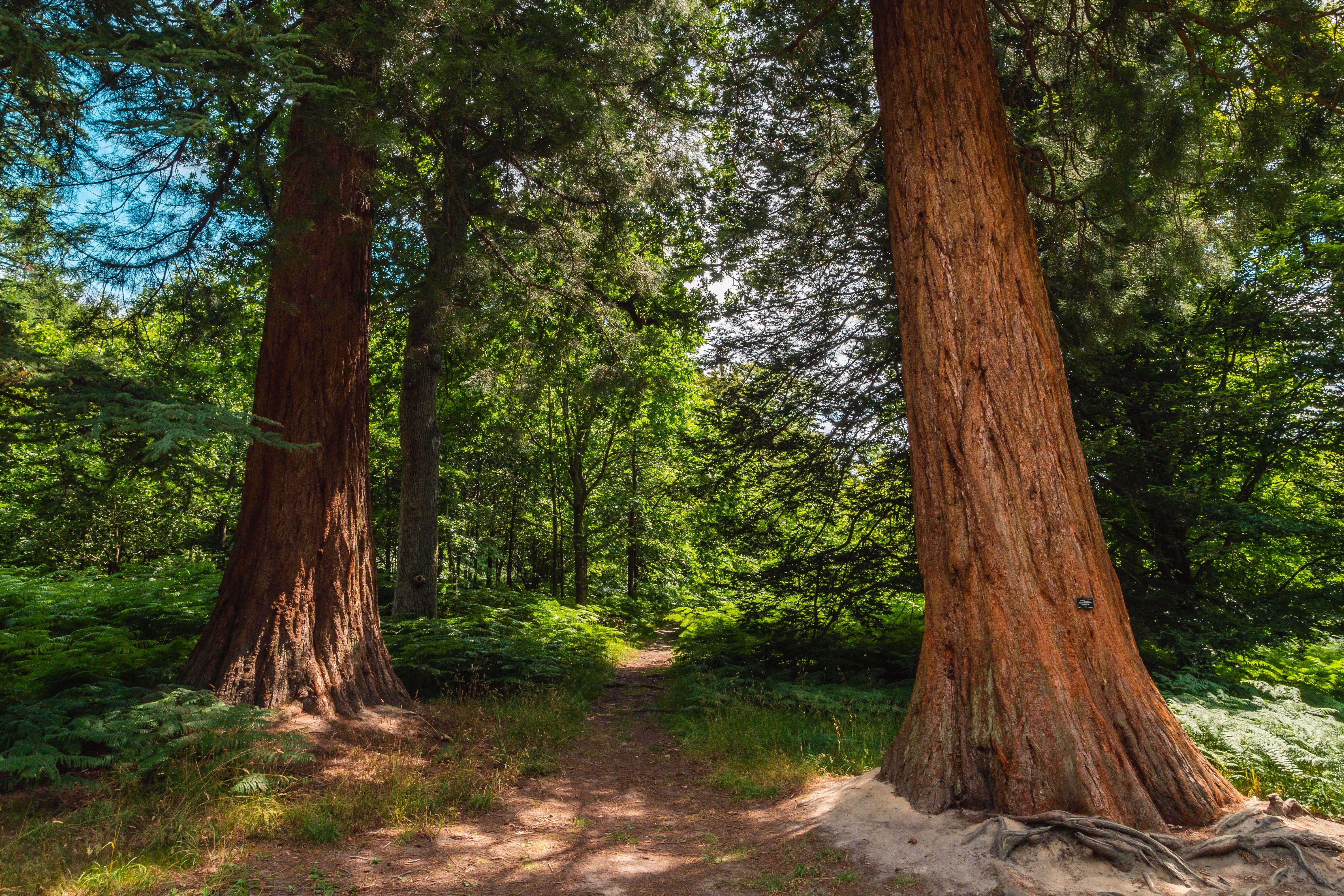 The team analysed 97 individual trees at three sites (Visual Air/RBG Kew/PA)