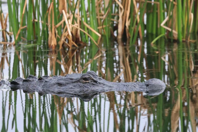 <p>An alligator populates the Wakodahatchee Wetlands in Florida</p>