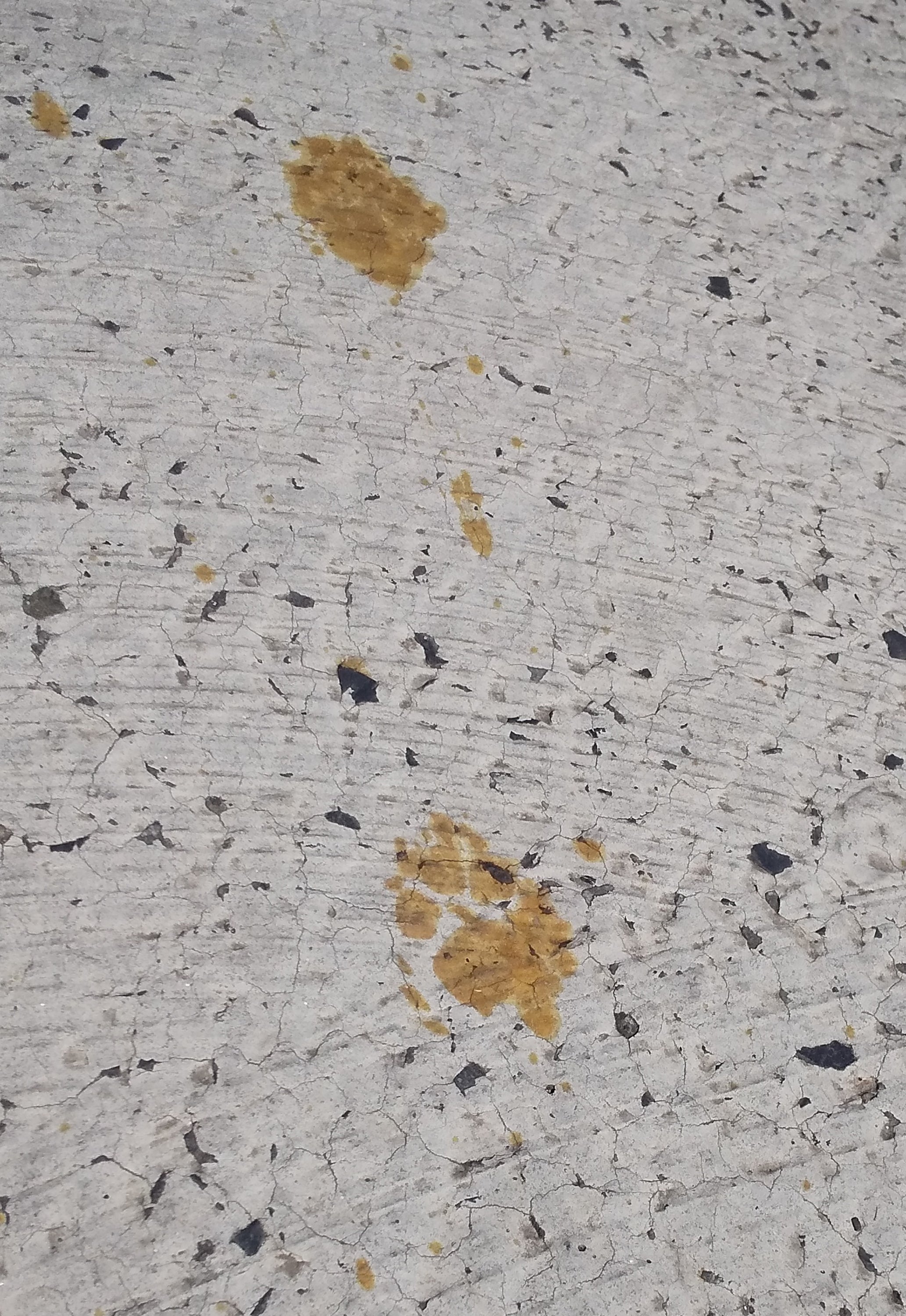 Yellow paw prints seen by workers