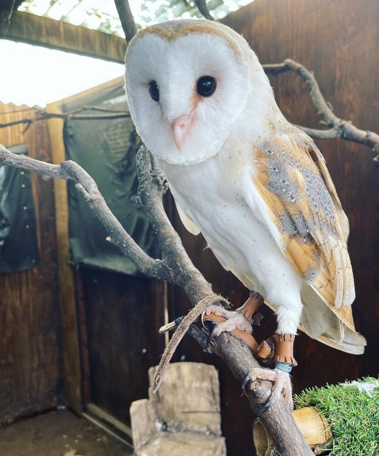 Capel Manor College’s image of missing barn owl, Shiraz