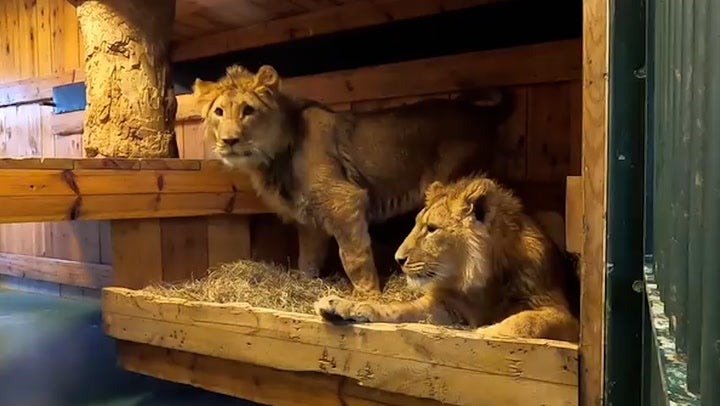 <p>Lions rescued from Ukraine travel 8,000 miles to start new lives in South Africa.</p>