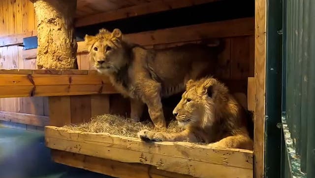 <p>Lions rescued from Ukraine travel 8,000 miles to start new lives in South Africa.</p>