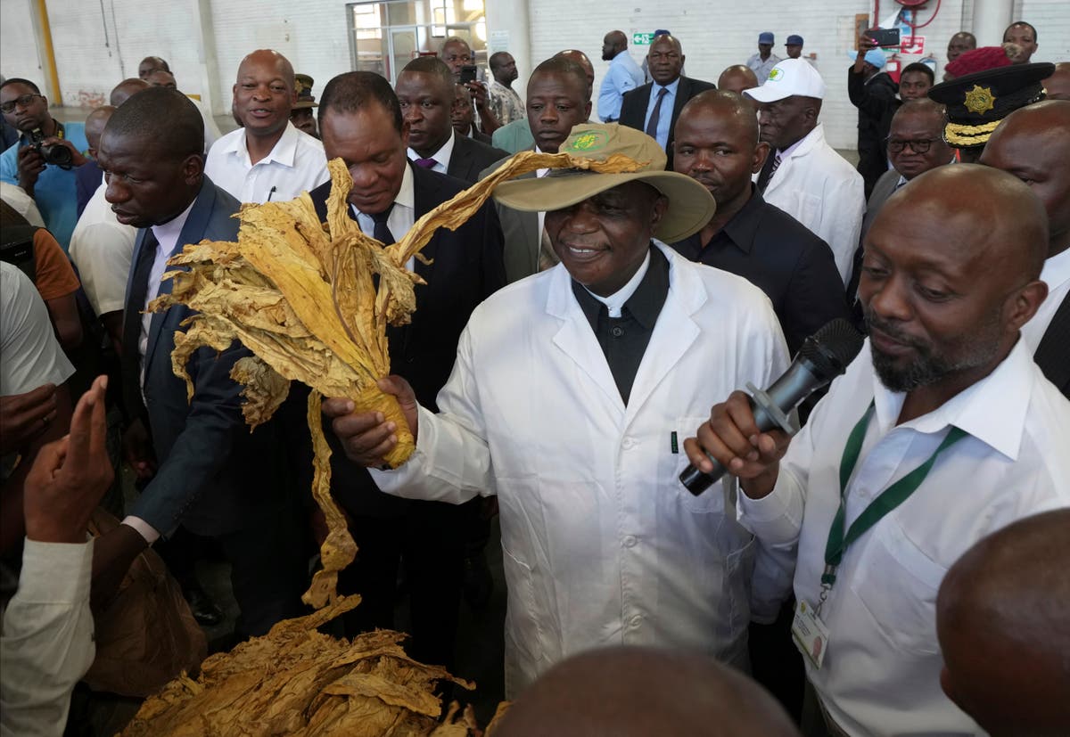 Zimbabwe predicts a sharp decline in tobacco crop as El Niño takes toll, a year after record harvest