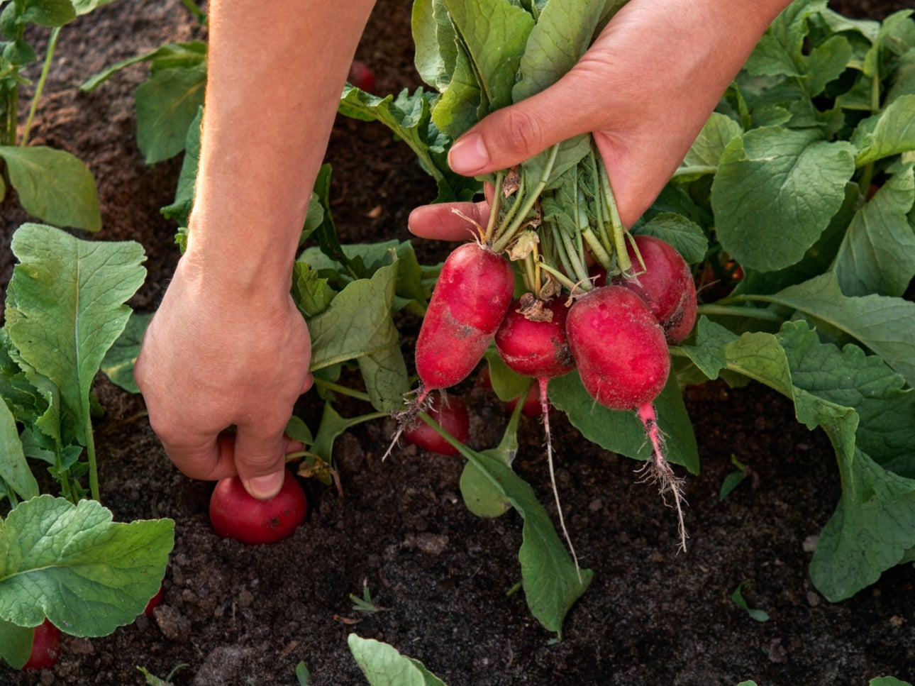 Radish tops were found to contain high levels of gut-boosting nutrients