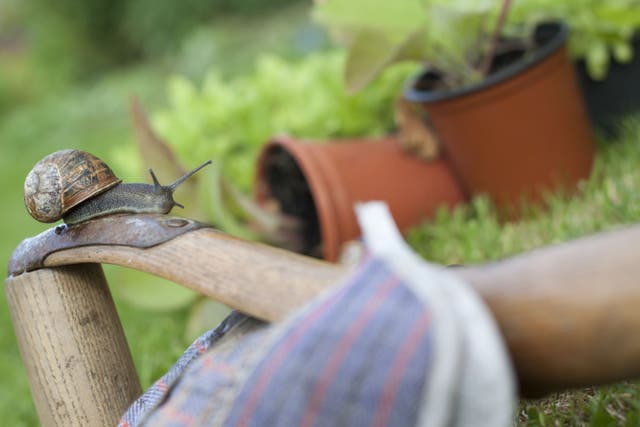 Snails and slugs play an important role in garden ecosystems (TTom Marshall/The Wildlife Trusts/PA)