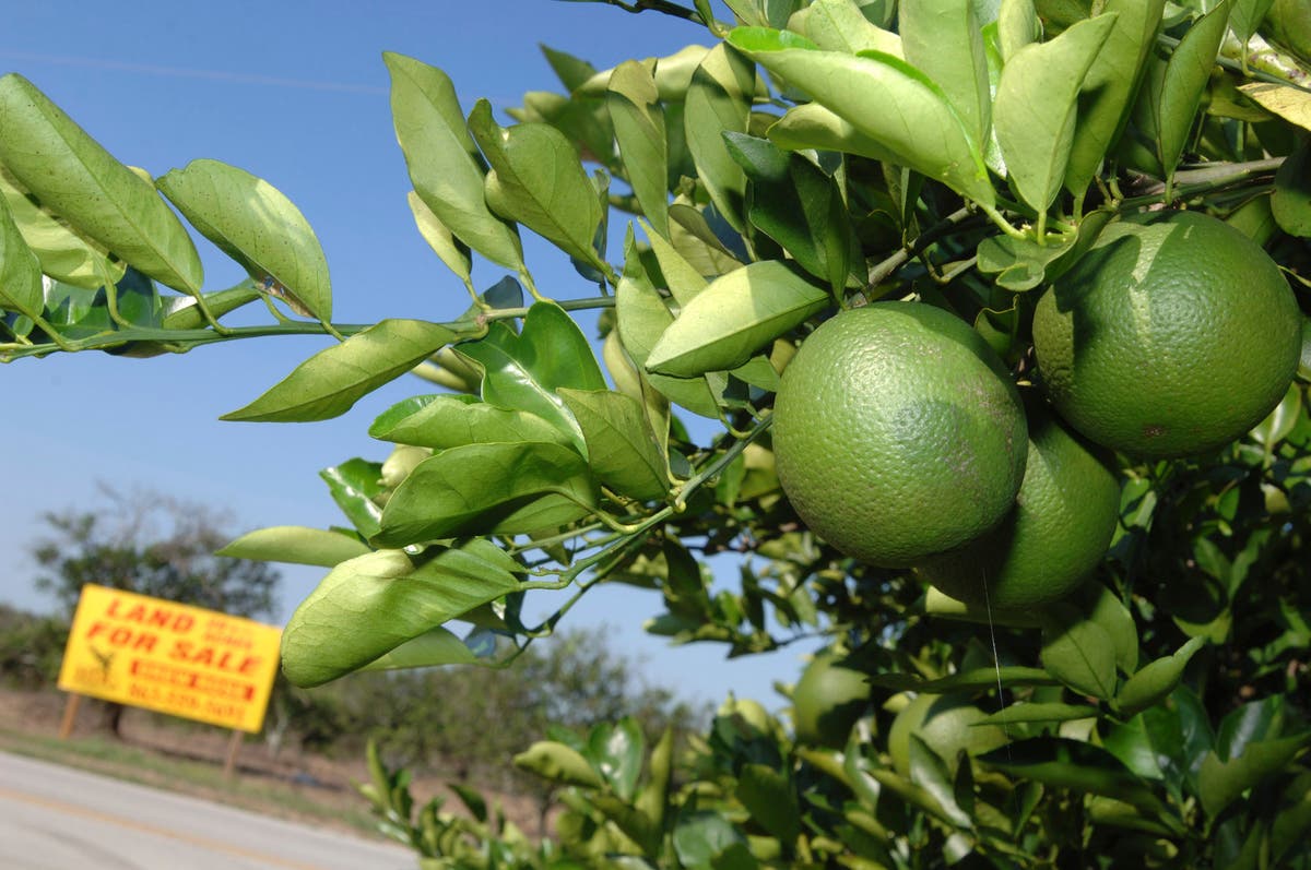 Florida citrus capital was top destination for US movers last year