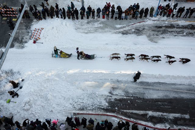 Iditarod Dog Deaths