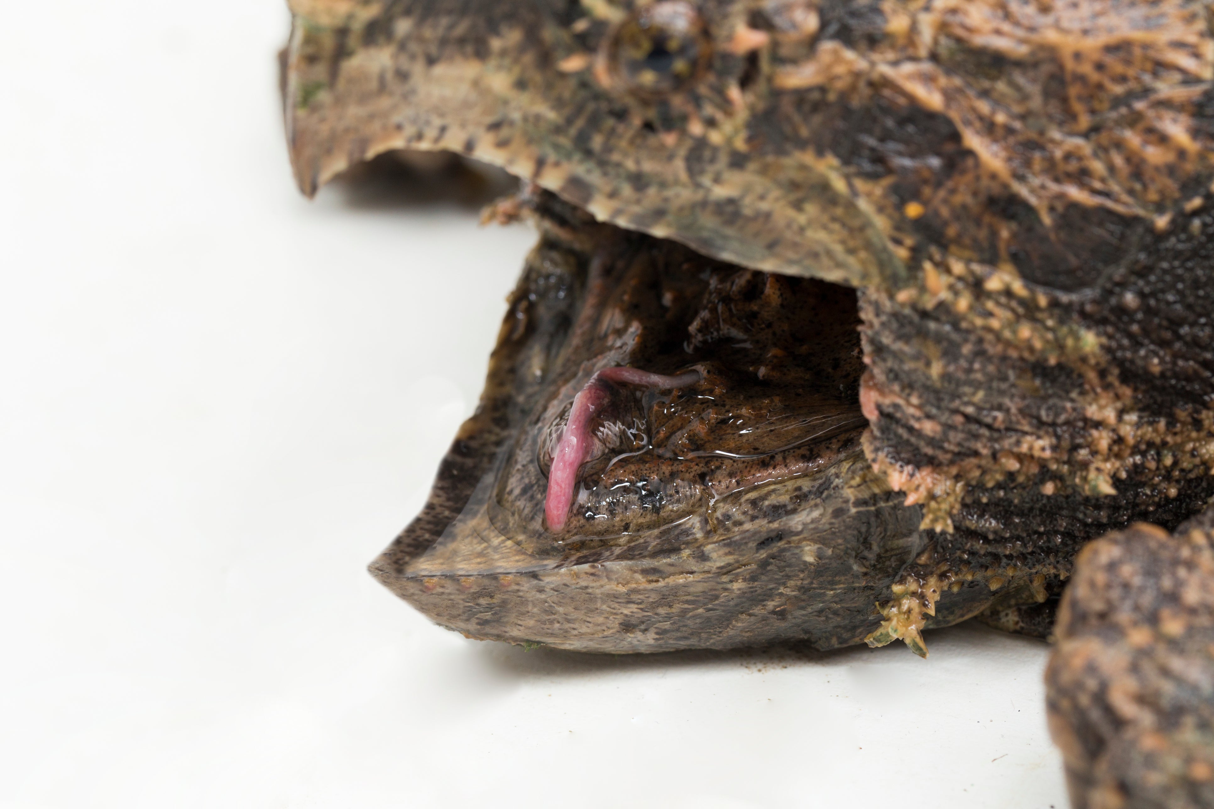 Alligator snapping turtles are not known to attack people, but their bite force is so powerful it can snap through bone