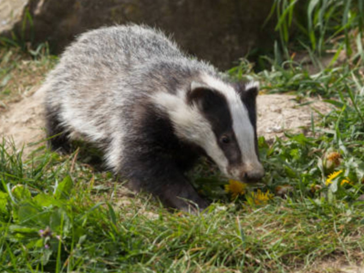 Plan to step up badger culling sparks new row between ministers and wildlife campaigners