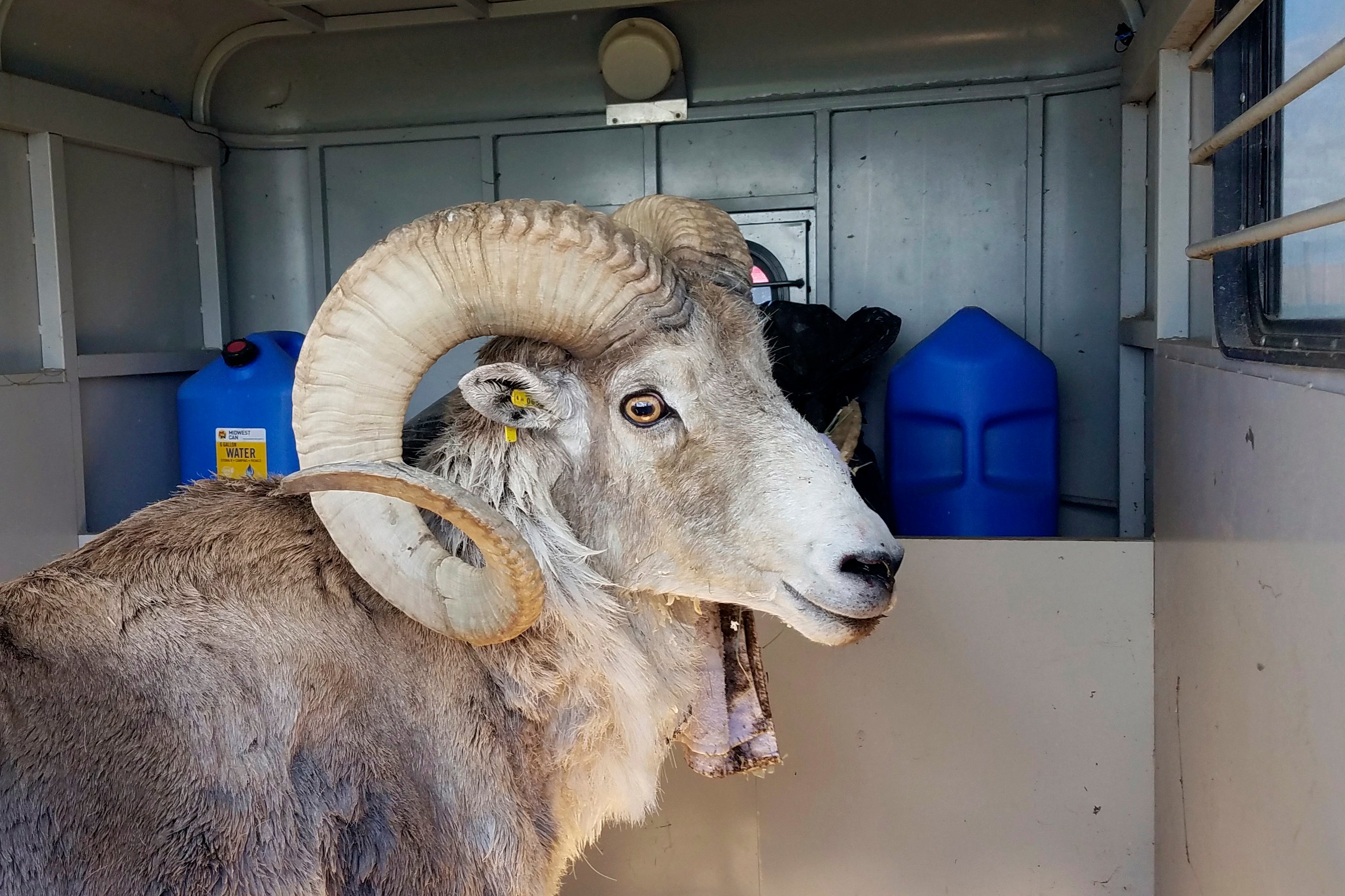 A sheep, nicknamed “Montana Mountain King” that was part of unlawful scheme to create large, hybrid species for hunters