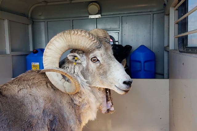 <p>A sheep, nicknamed “Montana Mountain King” that was part of unlawful scheme to create large, hybrid species for hunters </p>