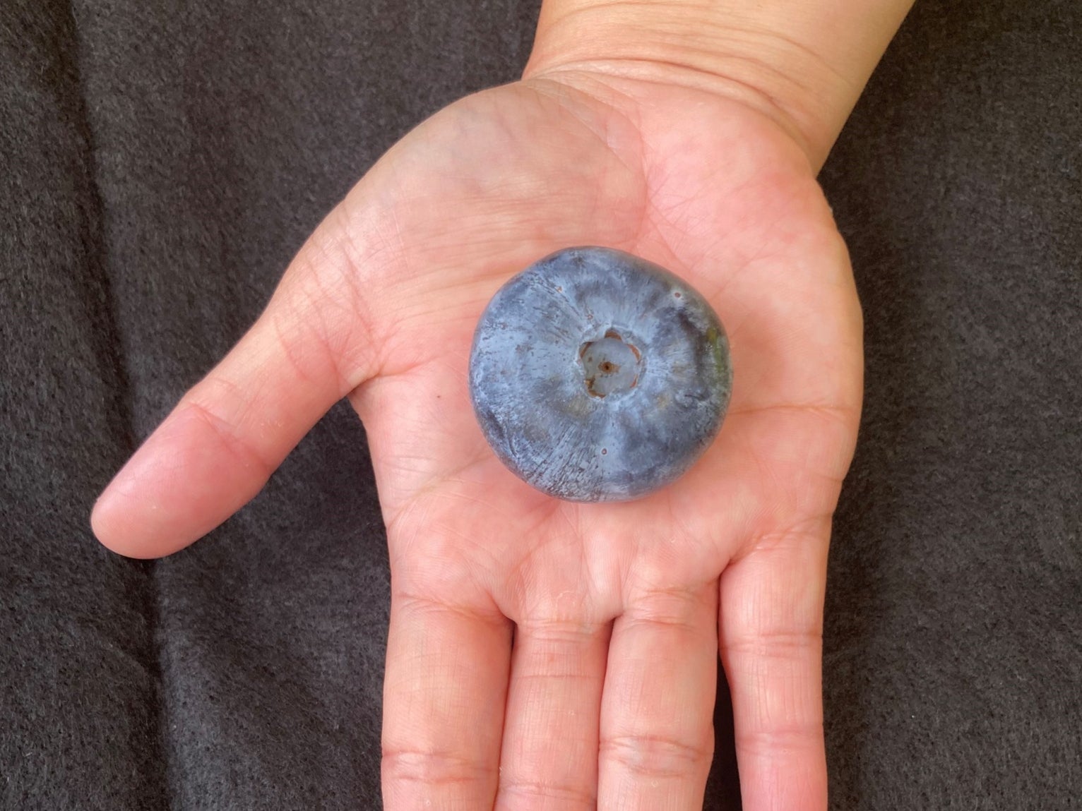 The Guinness World Record-breaking berry from Costa weighs 10 times more than a normal blueberry
