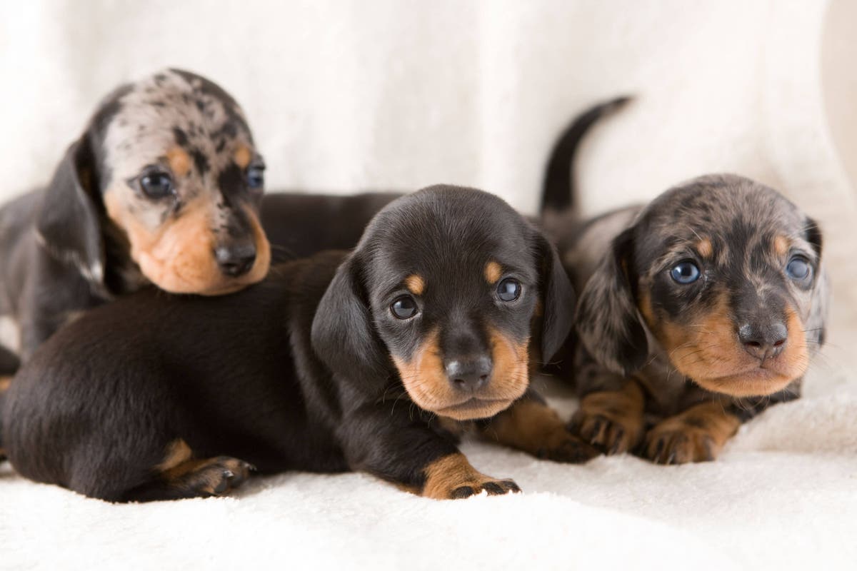 Ministers set to back fresh bid for puppy smuggling crackdown | The ...