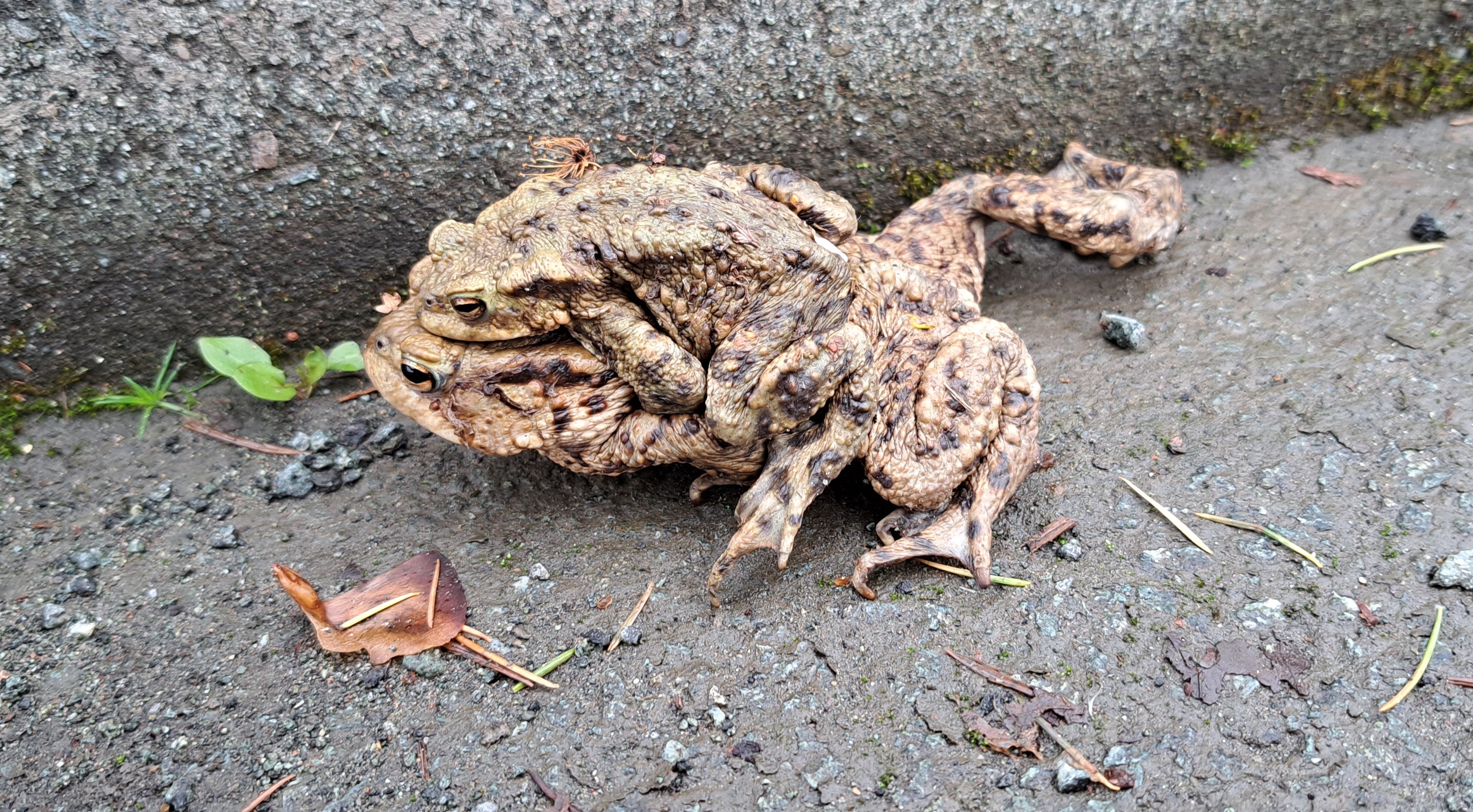 The computer heartbeat will not ignite its brain/ Instead, I want to share with you the photograph I took/ On my morning dog walk, of a female frog.../ Her tiny lover clinging to her back like a carbuncle