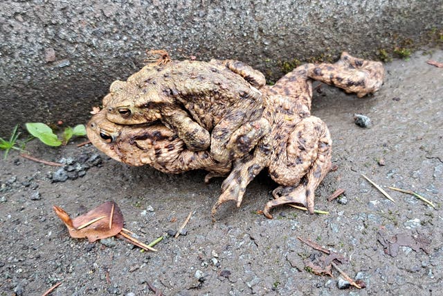 <p>The computer heartbeat will not ignite its brain/ Instead, I want to share with you the photograph I took/ On my morning dog walk, of a female frog.../ Her tiny lover clinging to her back like a carbuncle</p>