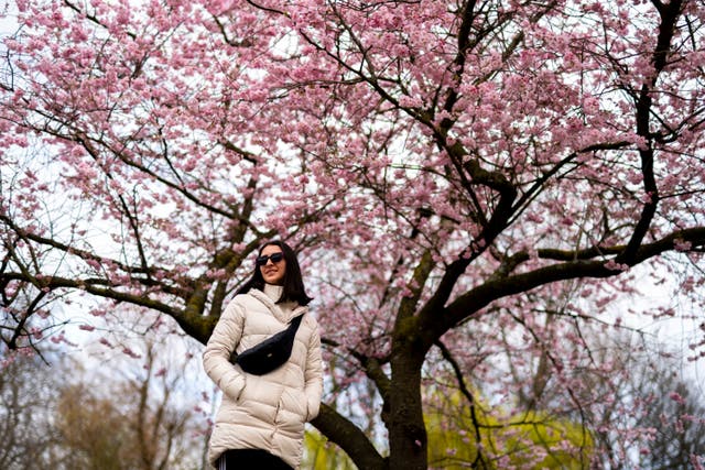 <p>A woman next to a cherry blossom tree in St James's Park, London</p>