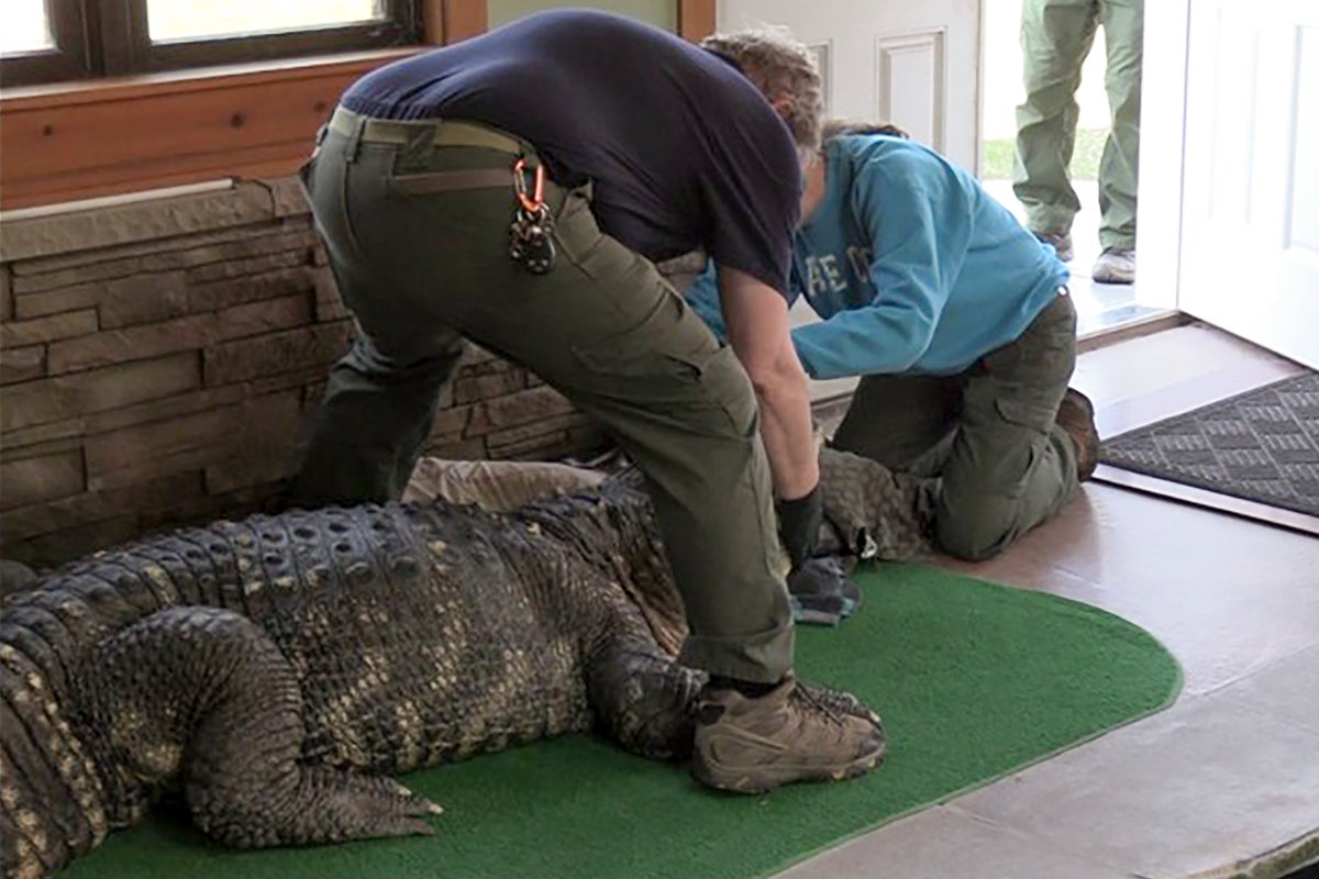 Authorities seize ailing alligator kept illegally in New York home's swimming pool