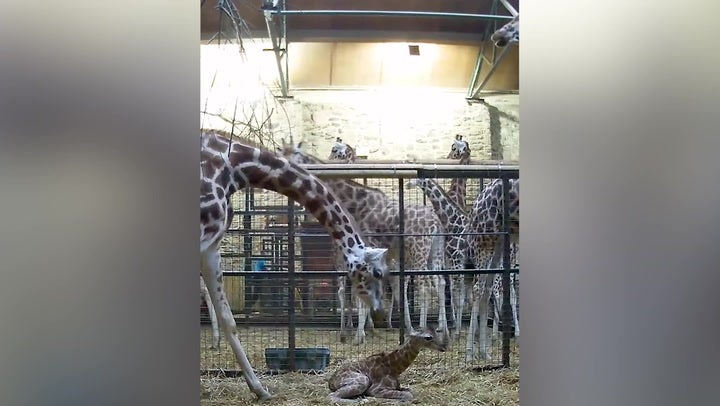 <p>Incredible birth of rare giraffe caught on CCTV at Chester Zoo.</p>