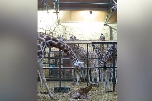 <p>Incredible birth of rare giraffe caught on CCTV at Chester Zoo.</p>