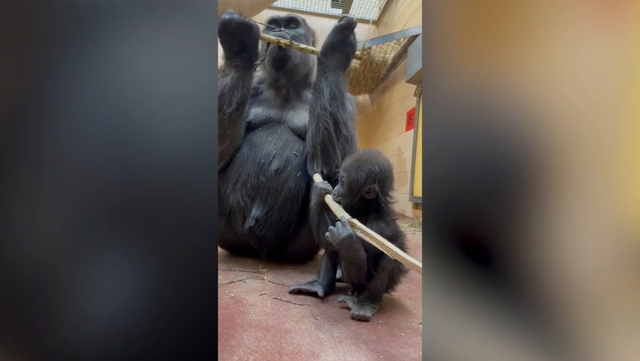 <p>Teething baby gorilla copies mother by chewing on bamboo stick.</p>