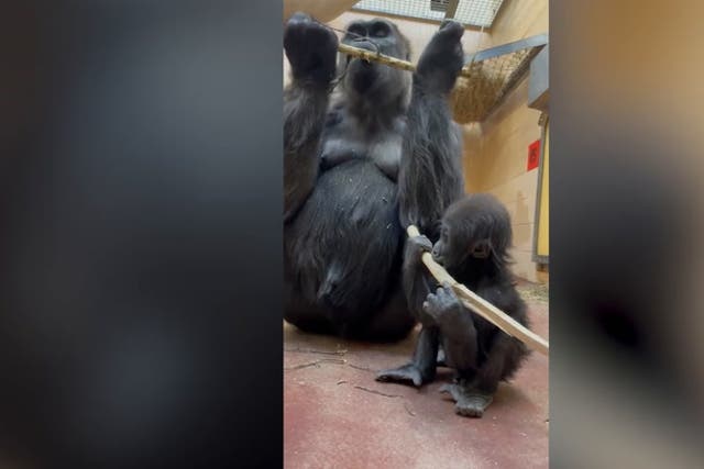 <p>Teething baby gorilla copies mother by chewing on bamboo stick.</p>