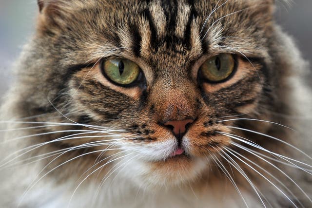 Aviva said dogs and cats have been behind more than 6,000 insurance claims (Nick Ansell/PA)