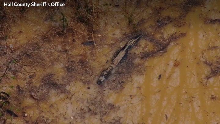 <p>Huge hissing alligator found hiding in pond by Georgia police during training exercise .</p>