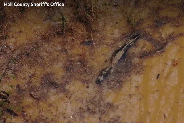 <p>Huge hissing alligator found hiding in pond by Georgia police during training exercise .</p>