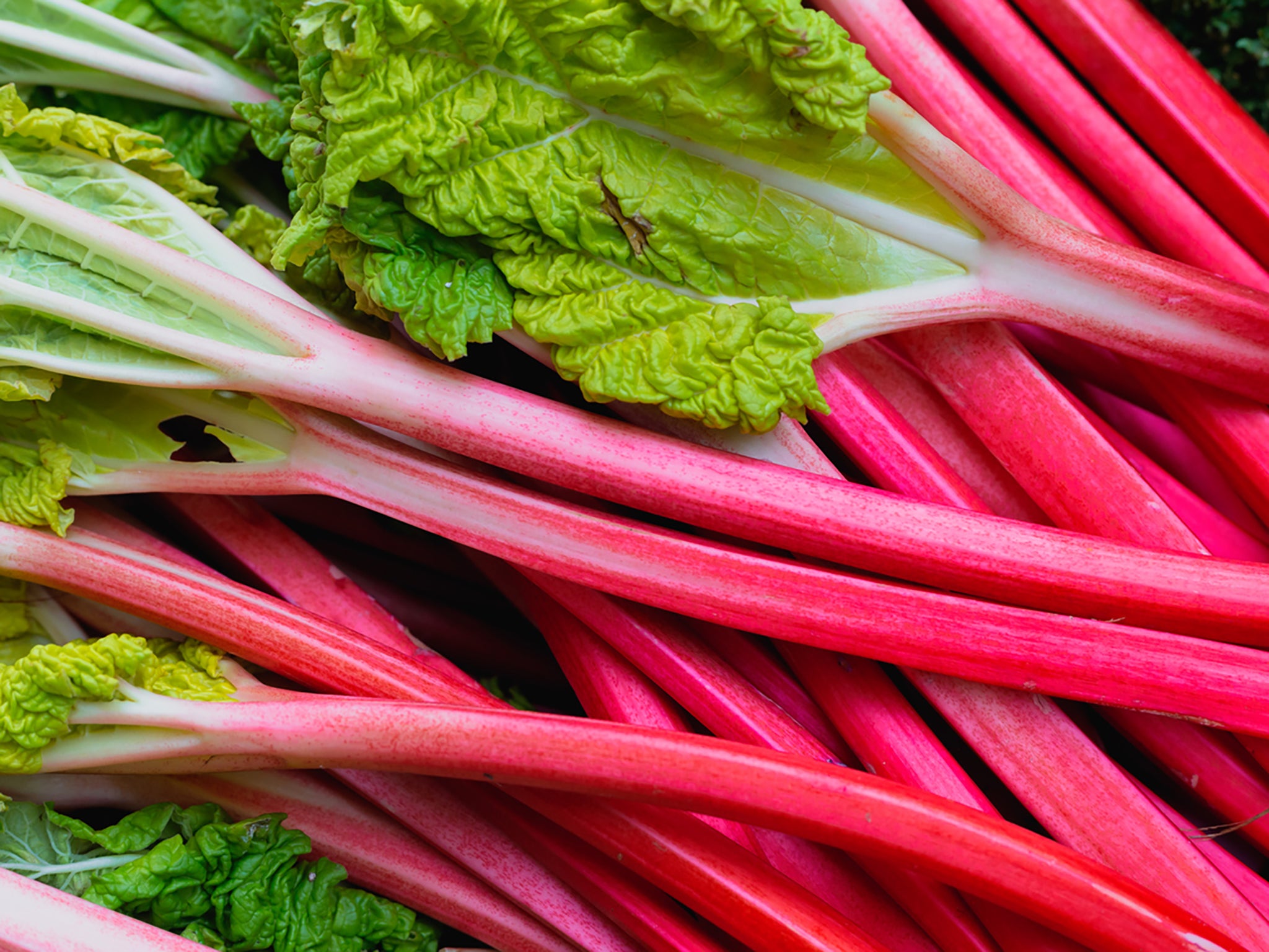 Rhubarb is a quintessential spring delight