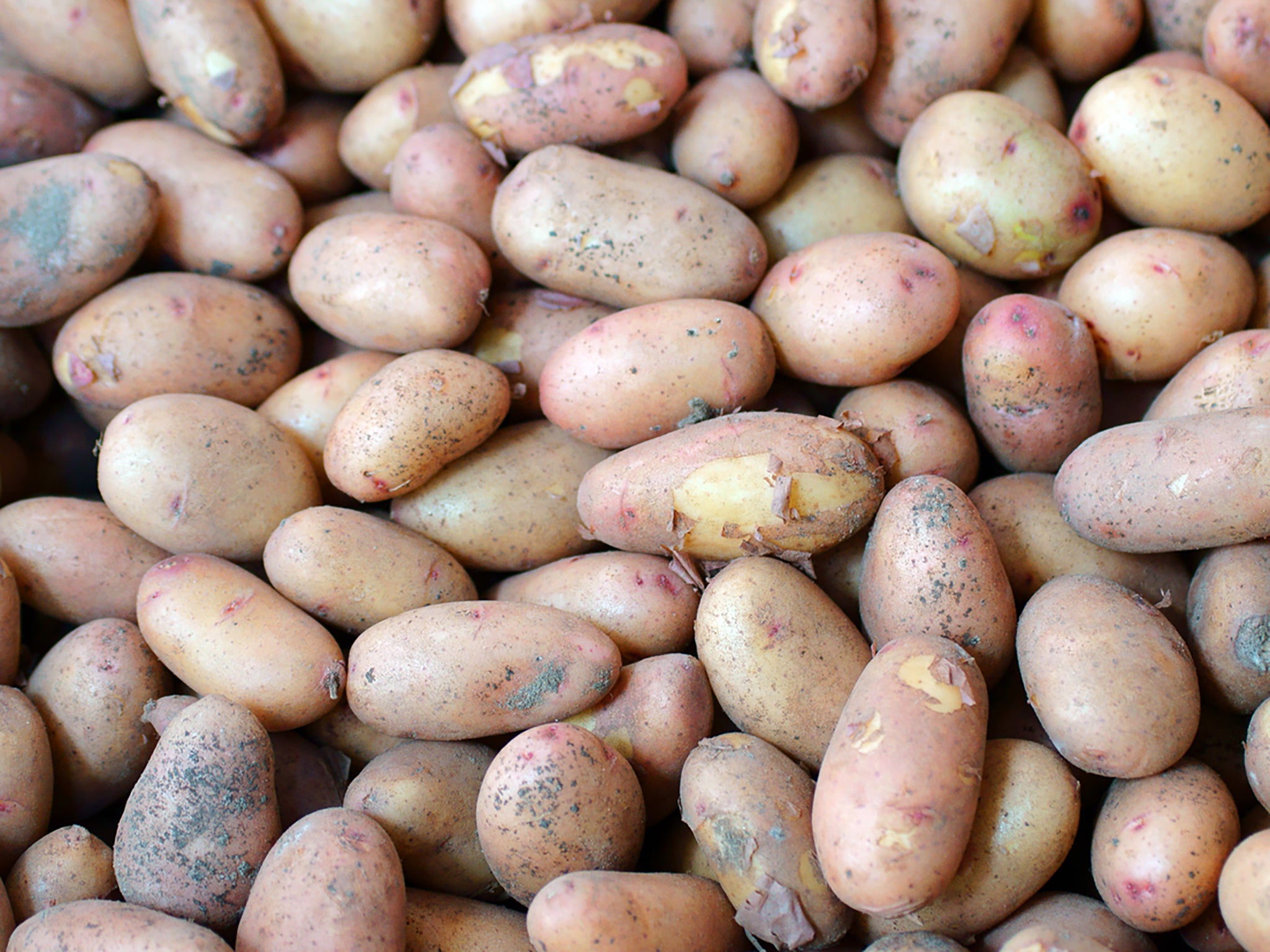 Jersey Royals are known for their delicate, waxy skins
