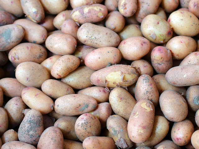 <p>Jersey Royals are known for their delicate, waxy skins </p>
