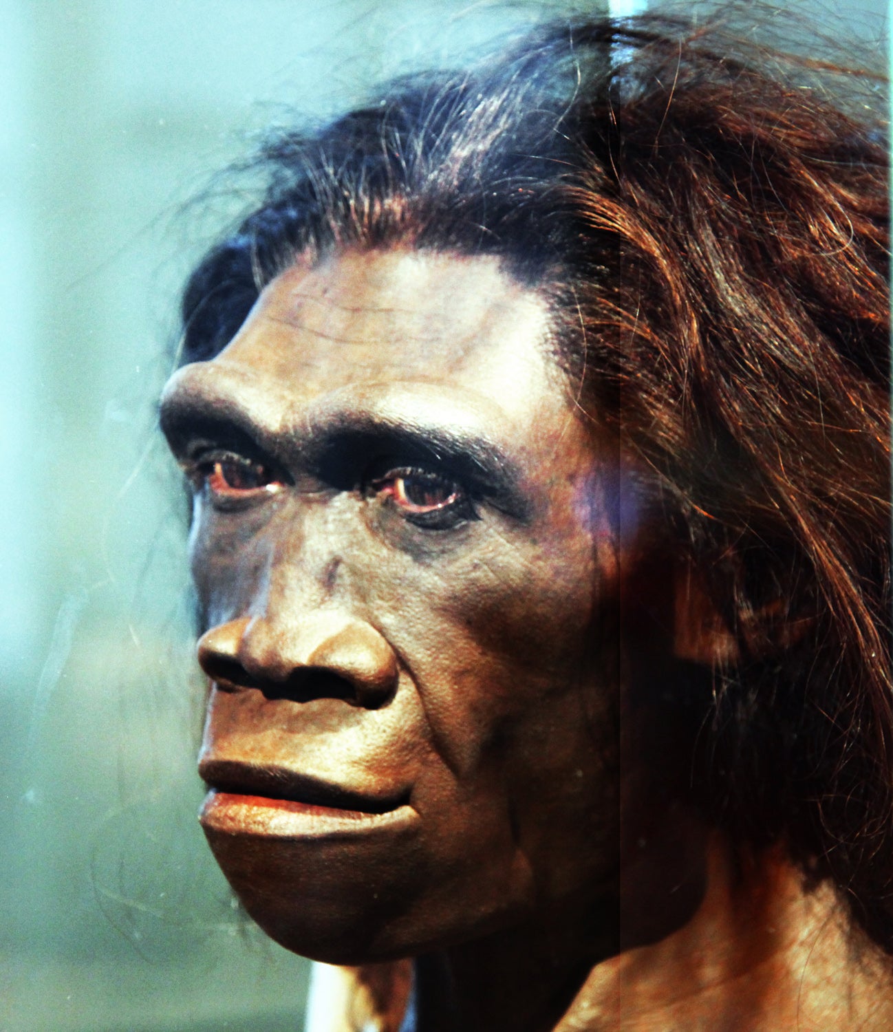 <p>An artist’s recreation of Homo erectus, now thought to have developed humanity’s first rudimentary language around 1.6 million years ago</p>
