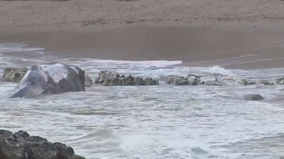 Watch: 13,000lbs gray whale washes ashore along California beach