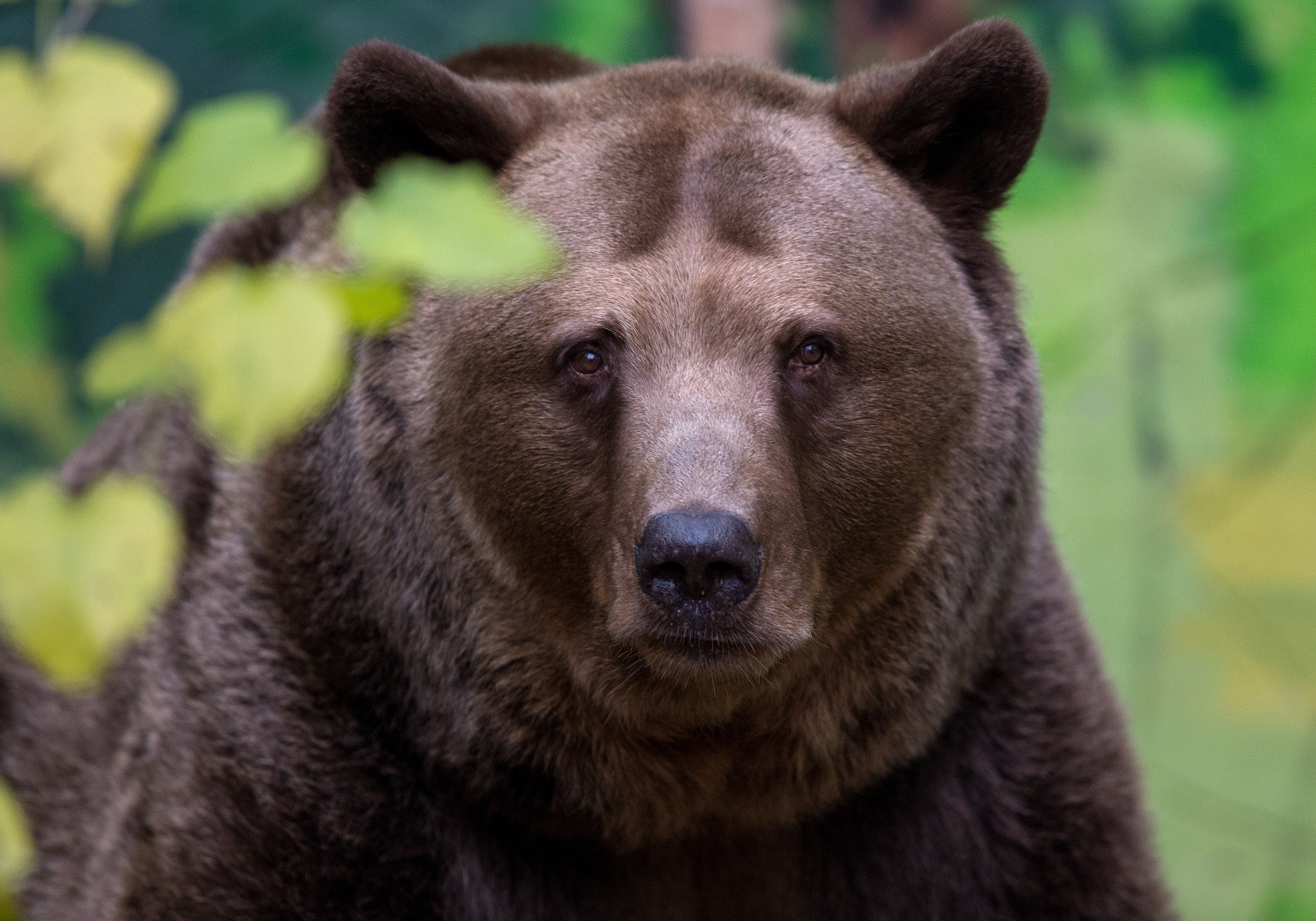 Slovakia’s brown bear population has grown since environmental measures were introduced in the late 1980s