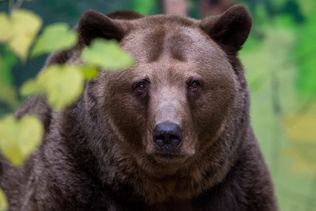 <p>Slovakia’s brown bear population has grown since environmental measures were introduced in the late 1980s </p>