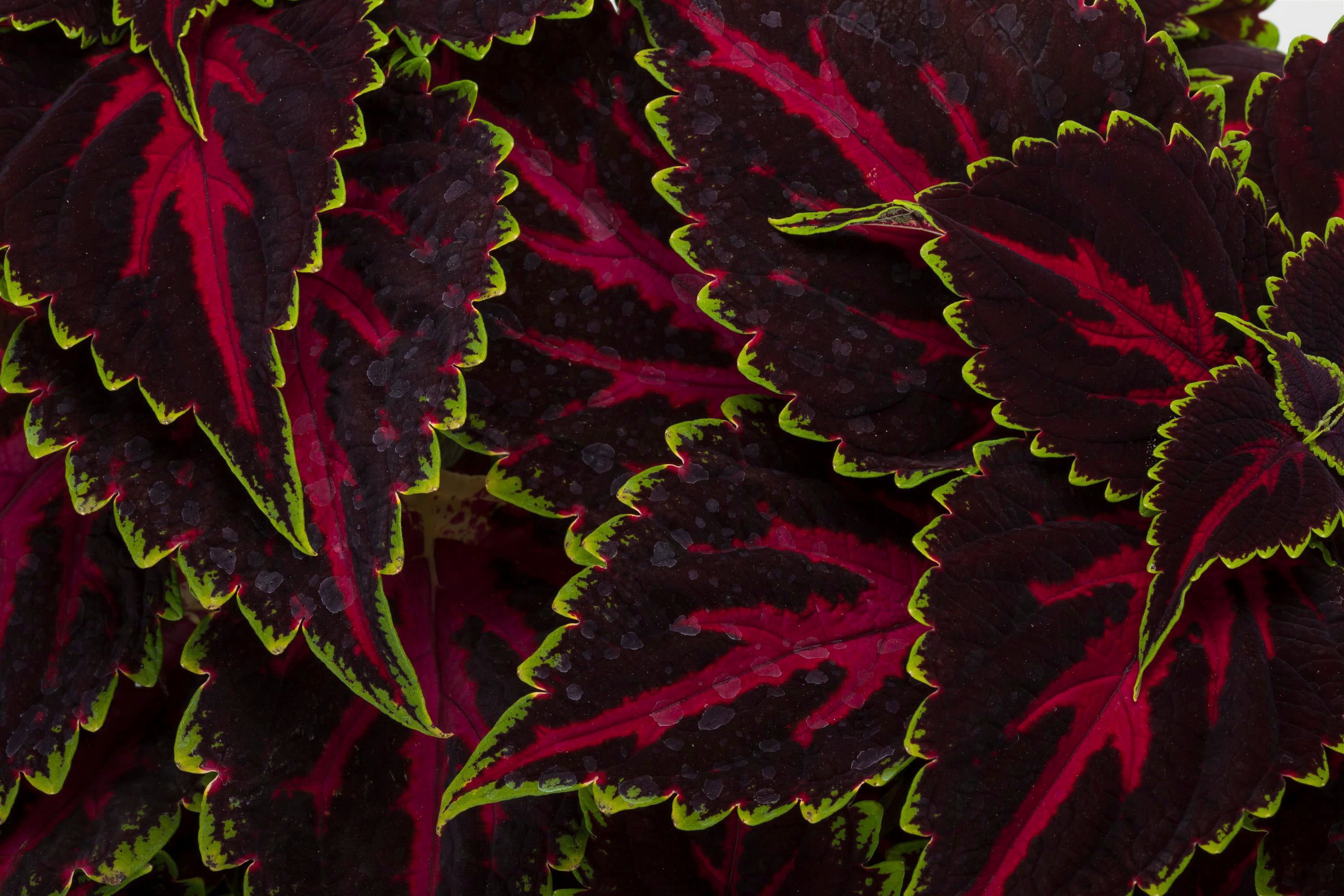 Gardening-New Plants and Flowers