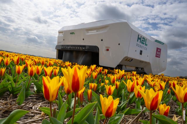 Netherlands Tulip Robot