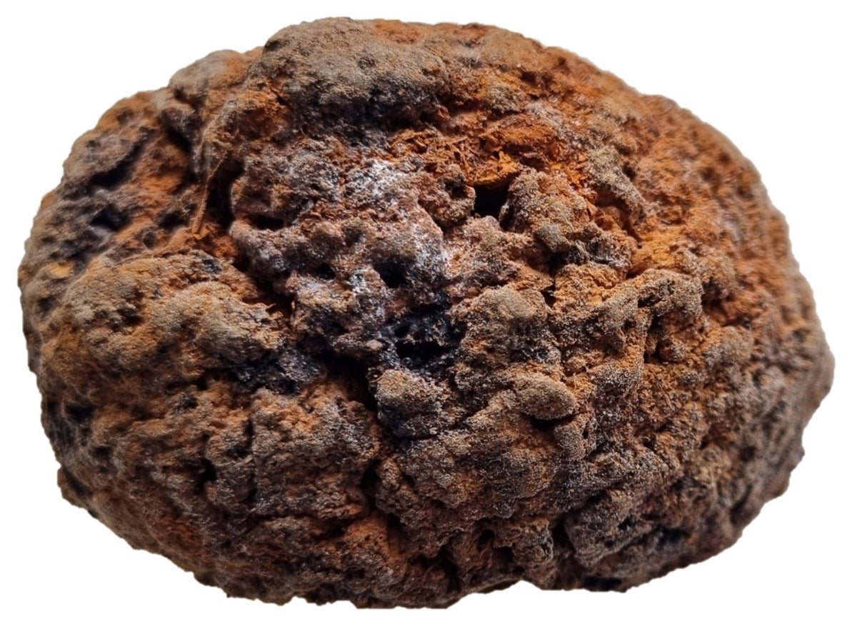 Researchers have collected thousands of ancient rotting brains from across the world